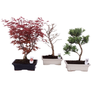 Outdoor Bonsai Mix pot ø25cm