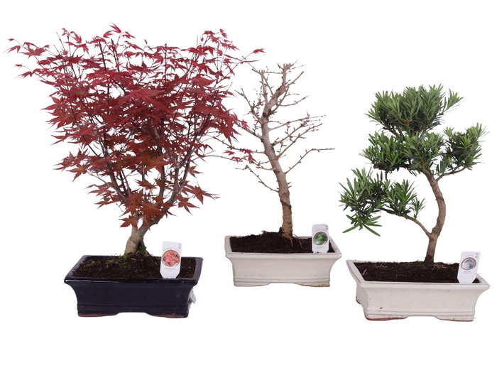 <h4>Outdoor Bonsai Mix pot ø25cm</h4>