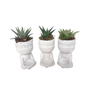 Arr.   Kamerplant Groen L%