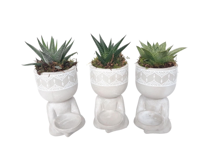 <h4>Arr. Kamerplant Groen L%</h4>