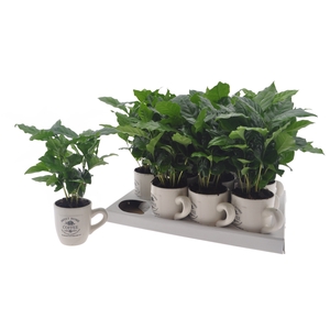 COFFEA ARABICA
