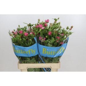 Ranunculus Butterfly Isis