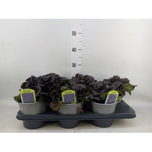 Ajuga  'Feath Friends Noble Night'