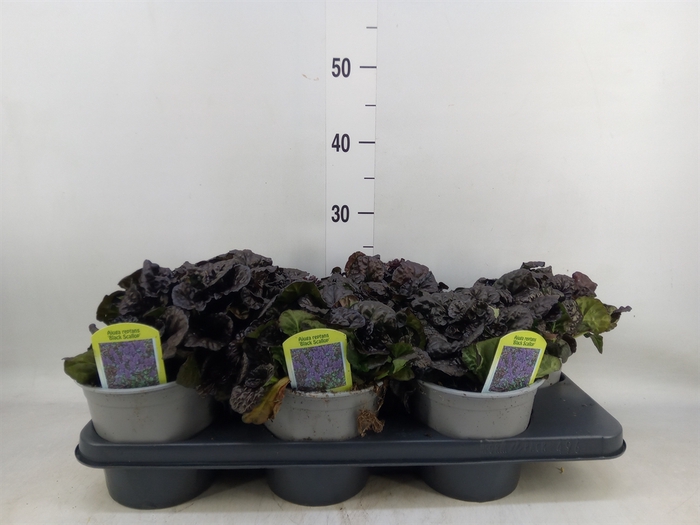 <h4>Ajuga  'Feath Friends Noble Night'</h4>