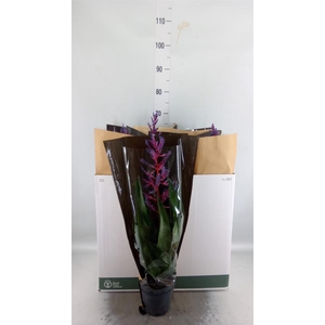 Aechmea  'Blue Rain'