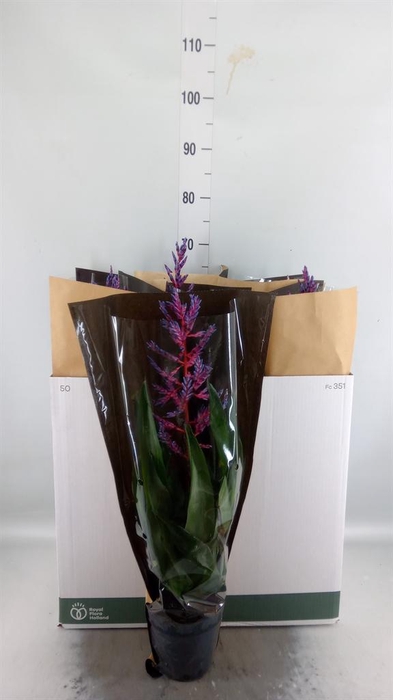 <h4>Aechmea  'Blue Rain'</h4>