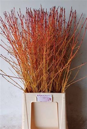 <h4>Cornus Sa Winter Bea</h4>