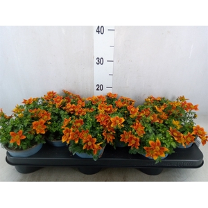 Bidens fer. 'Golden Empire'