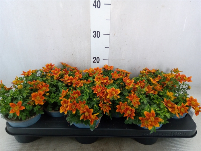 <h4>Bidens fer. 'Golden Empire'</h4>