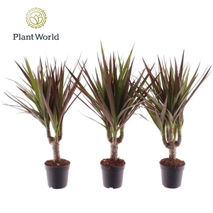 Dracaena marginata Magenta