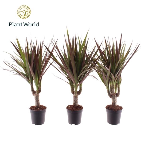 <h4>Dracaena marginata Magenta</h4>