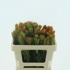 Kaaps Retzia Capensis