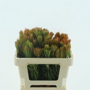Kaaps Retzia Capensis