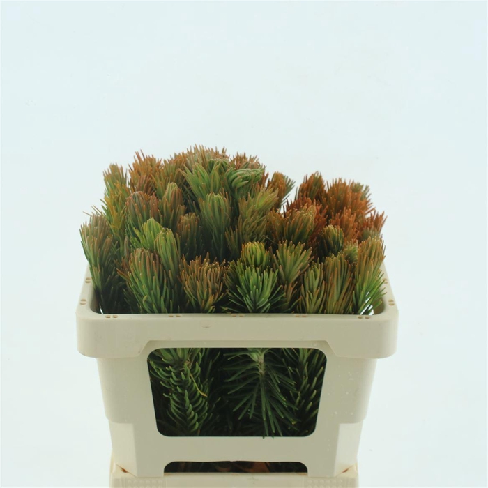 <h4>Kaaps Retzia Capensis</h4>