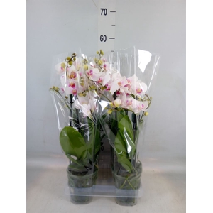 Phalaenopsis  'Neisse'