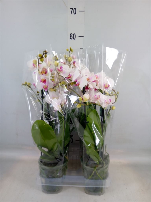 <h4>Phalaenopsis  'Neisse'</h4>