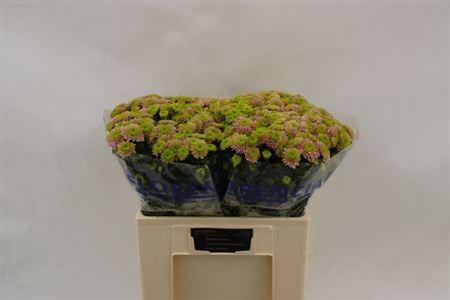 <h4>Chr S Aaa Jeanny Pink</h4>