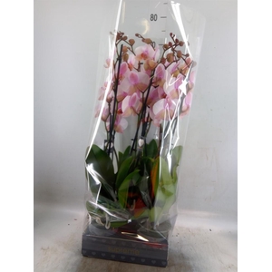 Phalaenopsis  'Anthura Madrid'