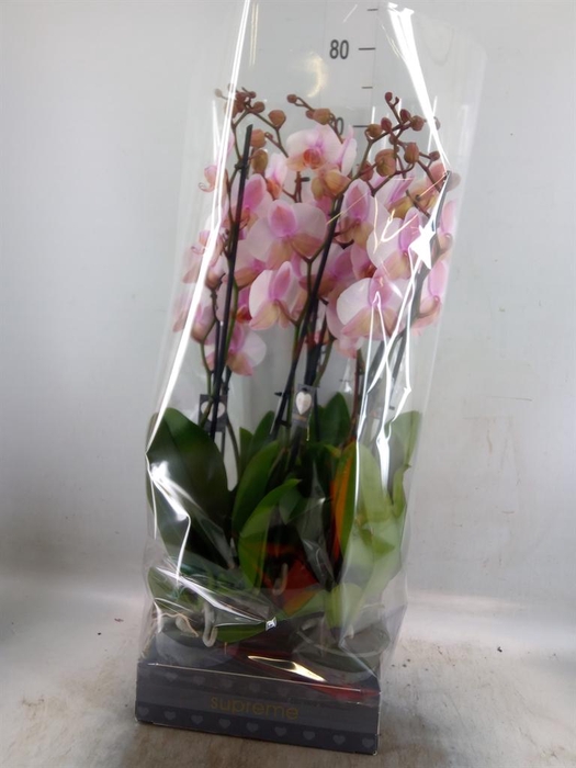 <h4>Phalaenopsis  'Anthura Madrid'</h4>