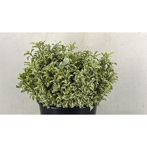 Pittosporum Nigra Bs 150g