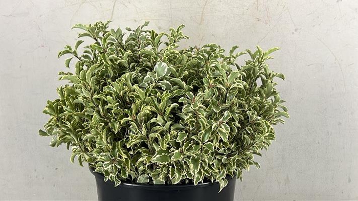 Pittosporum Nigra Bs 150g