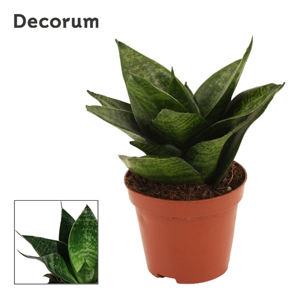 <h4>Sansevieria Hahnii 9 cm Green Hahnii (Decorum)</h4>