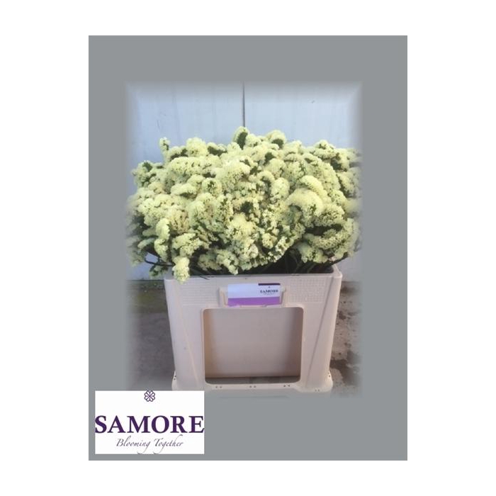 <h4>Yellow sun birds</h4>