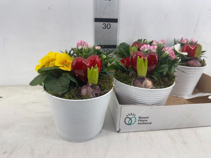 <h4>ARR PL IN SCHAAL</h4>