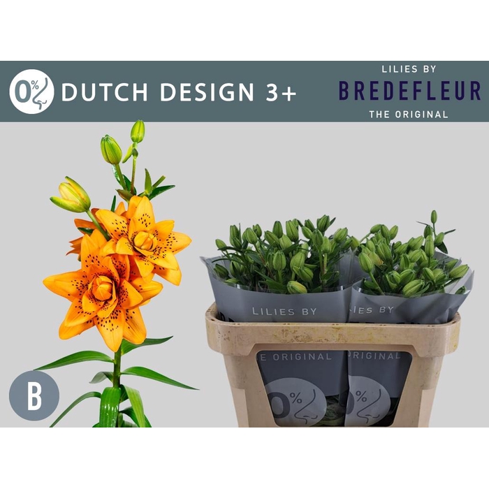 <h4>Li La Dutch Design</h4>
