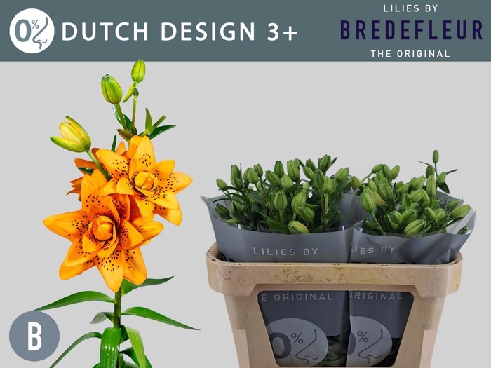 Li La Dutch Design