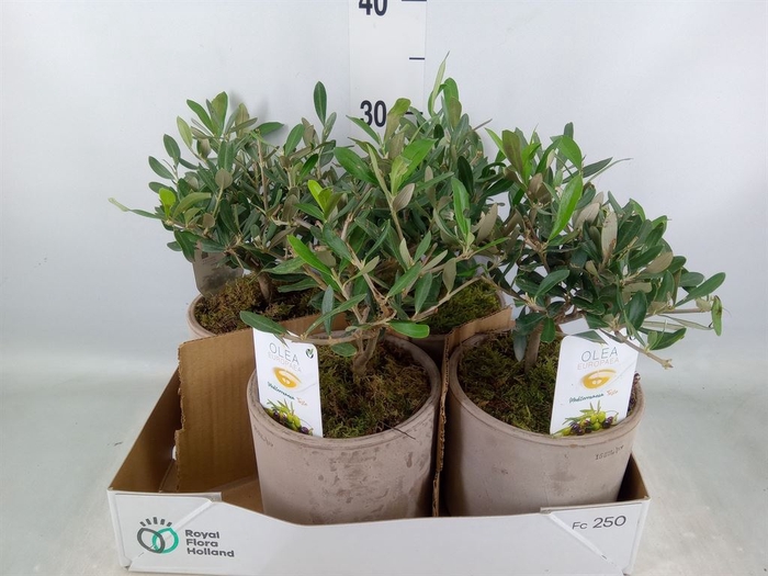 <h4>Arr.   Tuinplanten H%</h4>