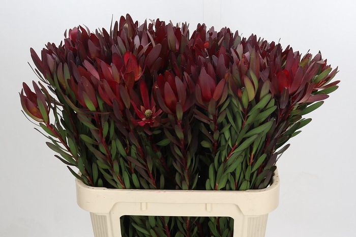 <h4>LEUCAD SAF SUNSET</h4>