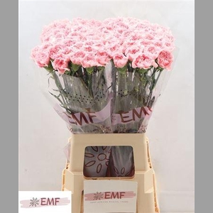 Di St Pink Montezuma