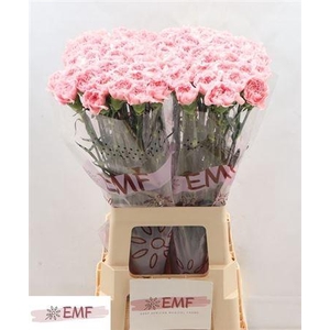 Di St Pink Montezuma