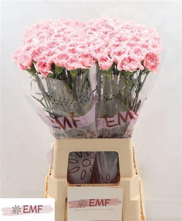 <h4>Di St Pink Montezuma</h4>