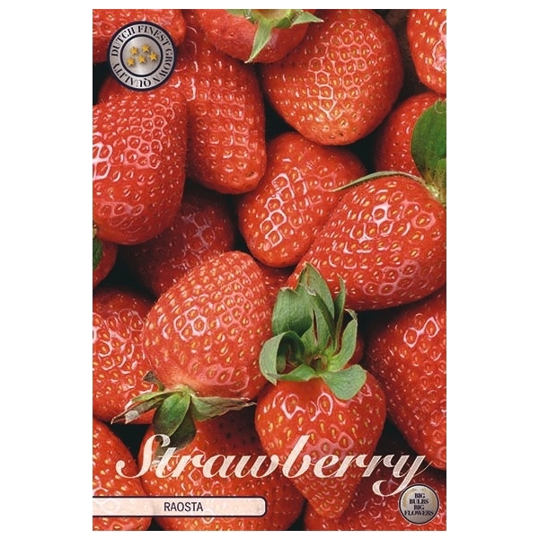 <h4>Strawberry Raosta x5</h4>