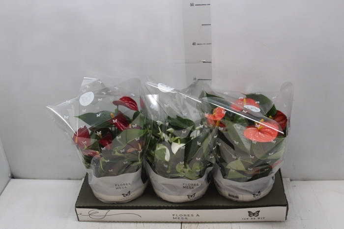 <h4>ANTHURIUM VARIADO ESPECIAL P17 BAIXO</h4>