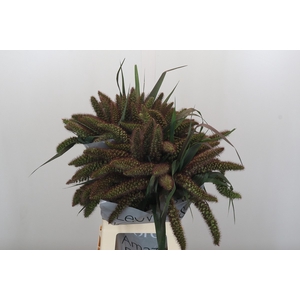 Setaria Italica Red Jewel