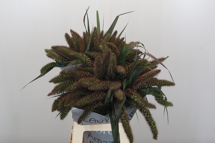 <h4>Setaria Italica Red Jewel</h4>
