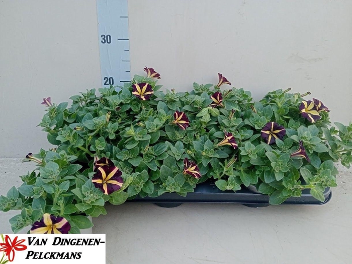 Pet Amore Q Of Heart