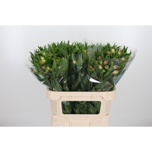 Alstroemeria Layla 90 Gram