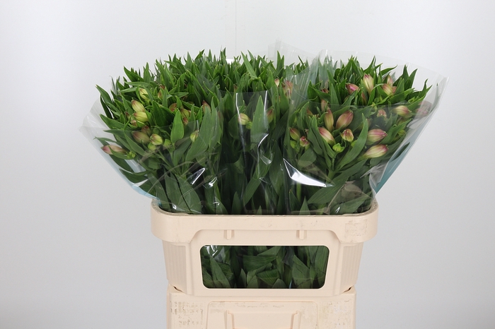 <h4>Alstroemeria Layla 90 Gram</h4>