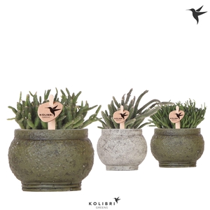 Kolibri Greens Rhipsalis mix in Anccient pot green mix