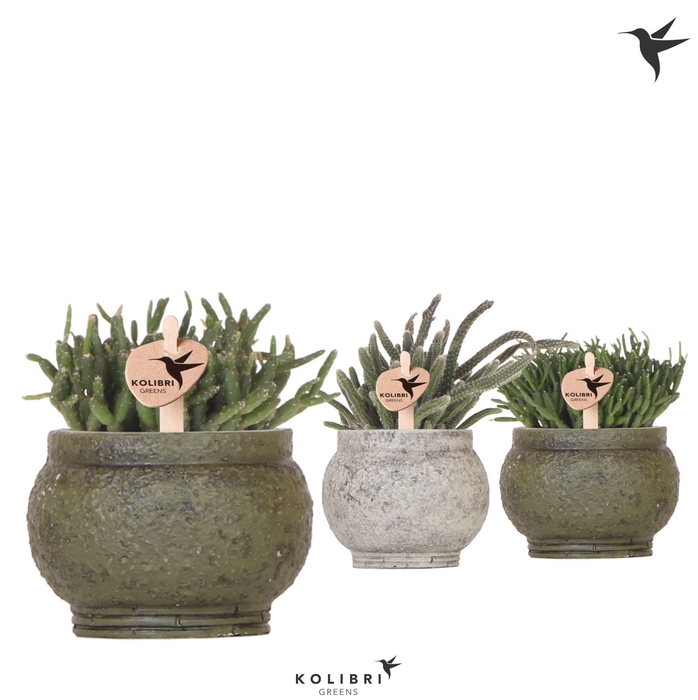 <h4>Kolibri Greens Rhipsalis mix in Anccient pot green mix</h4>