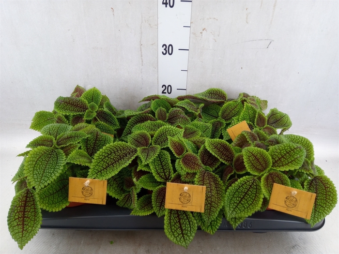 <h4>Pilea alumi</h4>