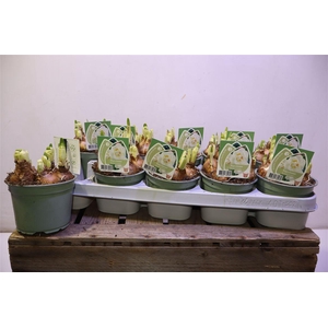 arr8 Narc D Bridal Crown