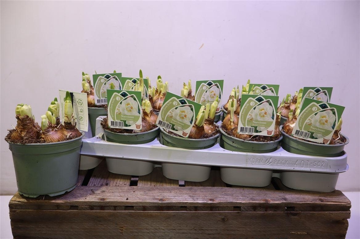 <h4>arr8 Narc D Bridal Crown</h4>