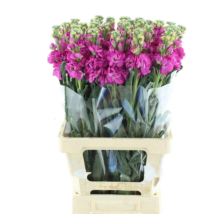 <h4>MATTH IRON ROSE</h4>