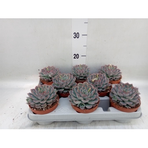 Echeveria  'Hercules'