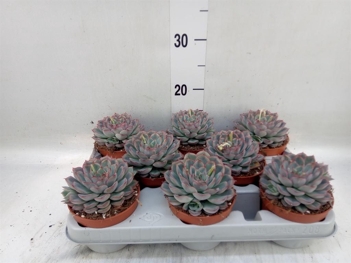 <h4>Echeveria 'Hercules'</h4>